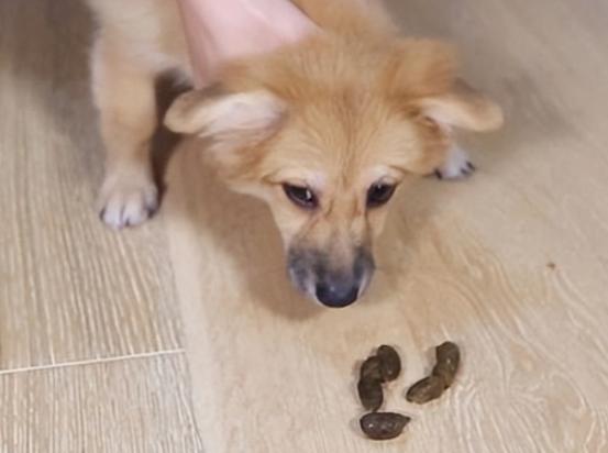 为什么母狗吃小狗的狗屎