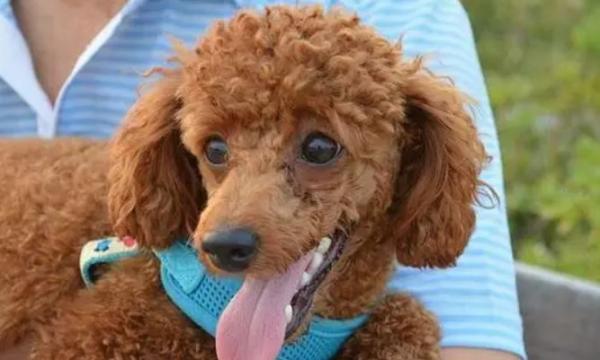 十大适合家养的小型犬排行榜-图1