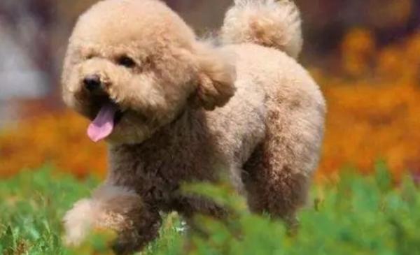 十大便宜好养的小型犬-图1