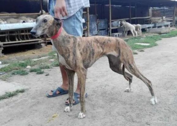 顶级纯种格力犬图片-图1