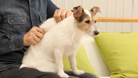 狗狗腰椎疼痛按摩手法