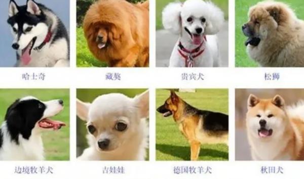 狗狗的种类有几种-图1