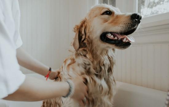 金毛犬可以吃米饭吗
