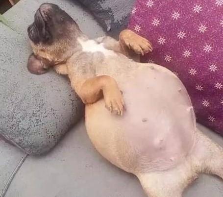 狗狗怀孕几个月生产月看得出肚子吗