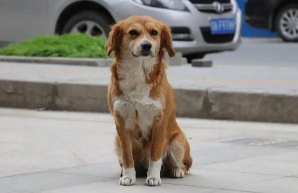 为什么狗狗蹲着人-图1