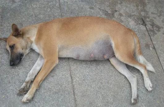 狗狗怀孕为什么不想走啊