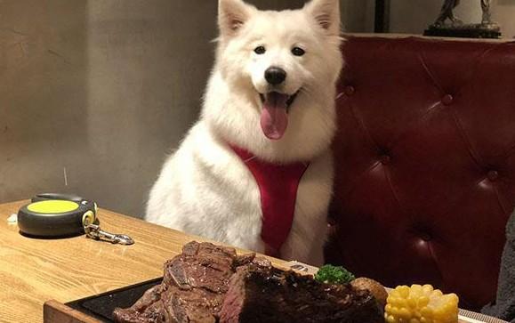 为什么狗狗看着人吃饭-图1