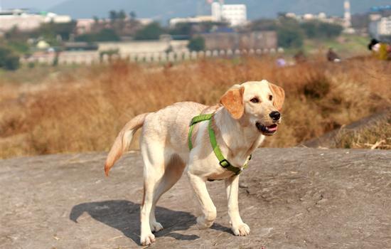 拉布拉多犬对人凶吗-图1