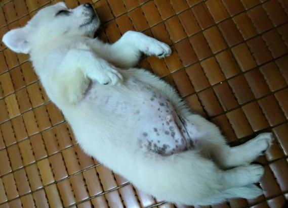 为什么狗狗肚皮上长斑