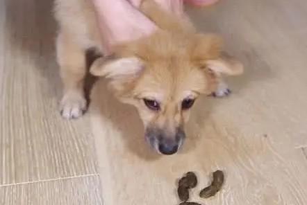 屎那么臭为什么狗爱吃