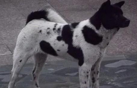 中华田园犬黑白花狗-图1