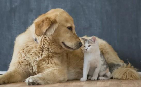 狗看到猫为什么要叫