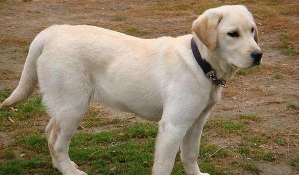 没有攻击性的大型犬-图1
