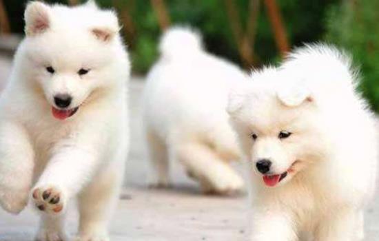 萨摩耶是不是大型犬-图1