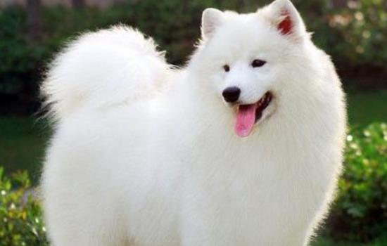 萨摩犬吃哪些好-图1