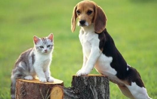 狗的碗给猫用行吗-图1
