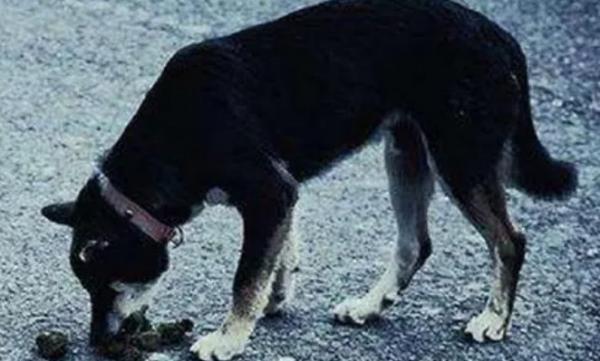 农村狗为什么吃人屎-图1