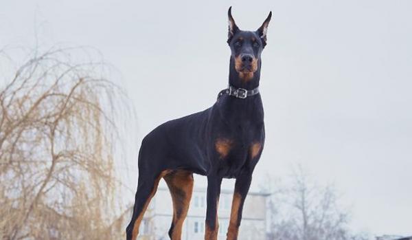人贩子怕几种猛犬-图1