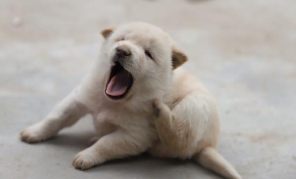 狗狗在家为什么会有跳蚤