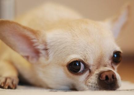 什么样的小型犬最好养便宜又好养