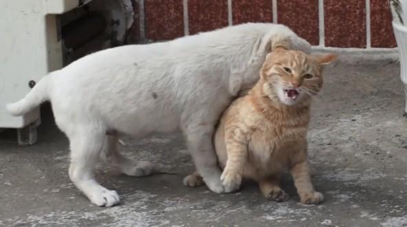 狗老是咬猫咪后脖颈-图1