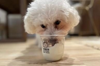 狗子吃酸奶会怎么样