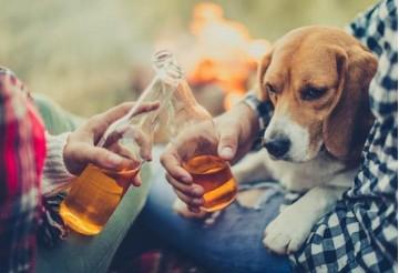 狗狗可以喝酒吗-图1