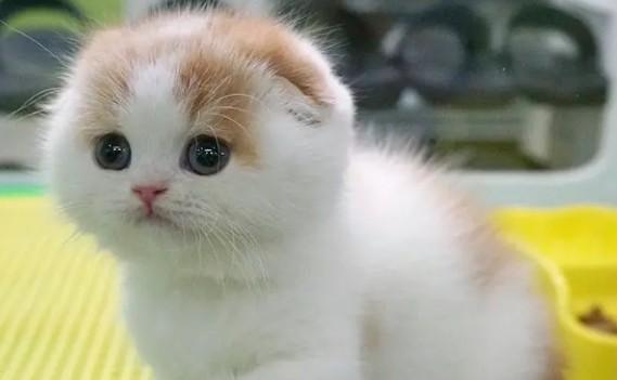 猫一挨打就尿-图1
