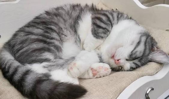 猫像狗一样哈气呼吸急促-图1