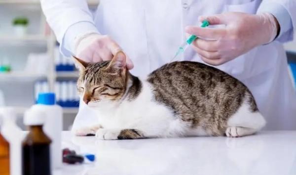 猫需要打疫苗吗？猫疫苗接种指南及注意事项-1