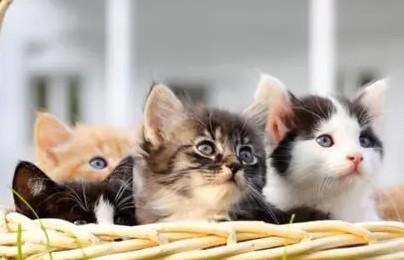猫心跳一分钟多少正常-图1