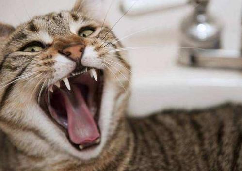 猫携带狂犬病毒的表现-图1