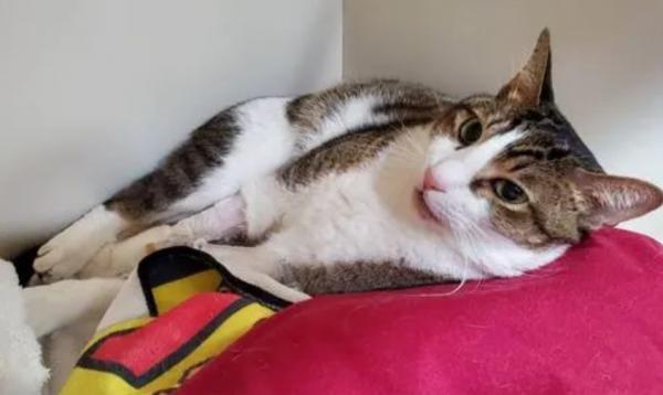 猫血栓的症状早期-图1