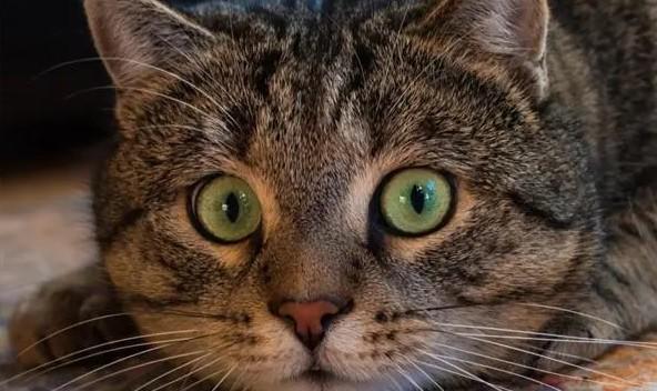 猫眼睛里有一小块透明膜-图1