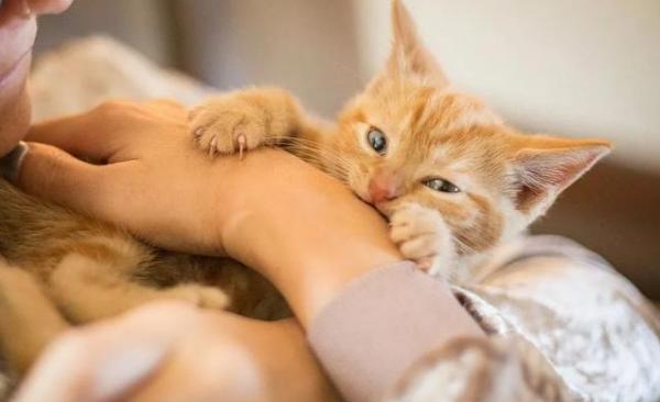 猫需要打狂犬疫苗吗-图1