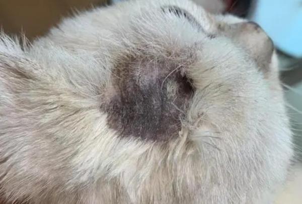 猫癣好治疗吗-图1