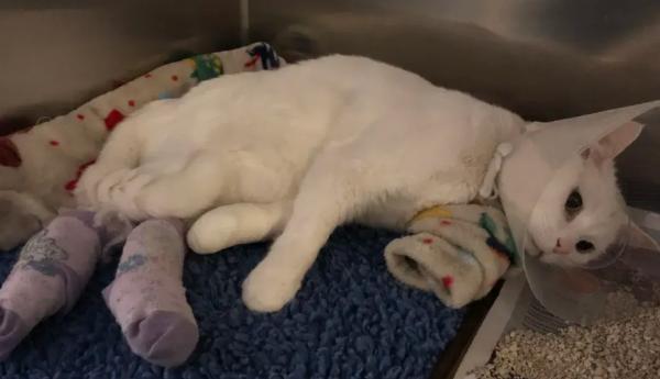 猫血栓后肢瘫痪恢复特征-图1