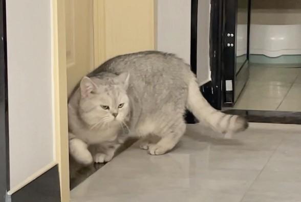 猫想进房间一直叫怎么办-图1