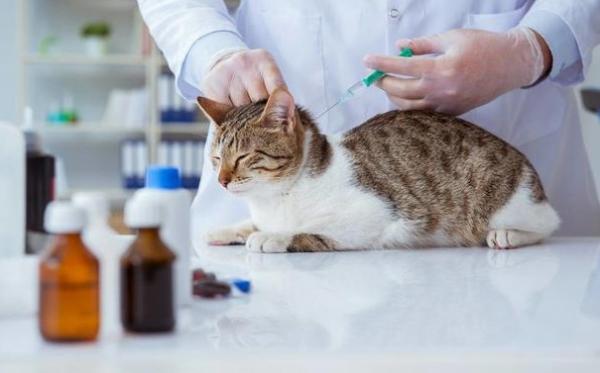 猫要打什么疫苗-图1