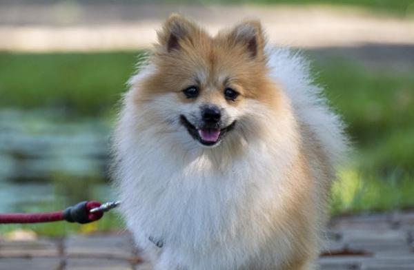 我要看萌犬-图1