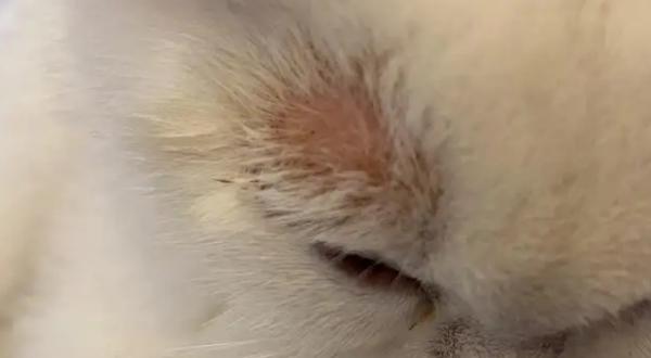 猫藓好转和恶化的症状-图1