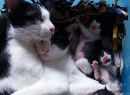 猫下崽子前有什么症状-图1