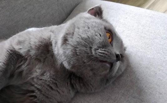 猫需要另一只猫陪伴吗-图1