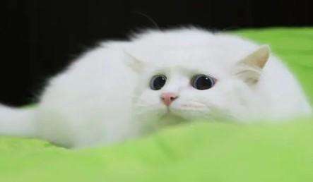 猫眼角膜破损能自愈吗-图1