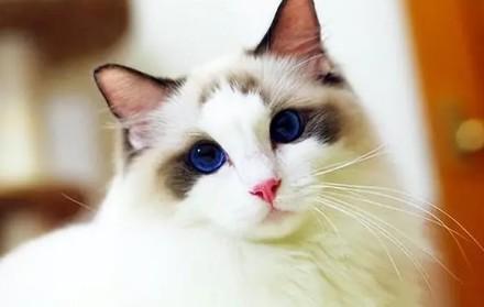 猫眼角有褐色分泌物-图1