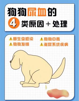 公狗尿血是怎么回事