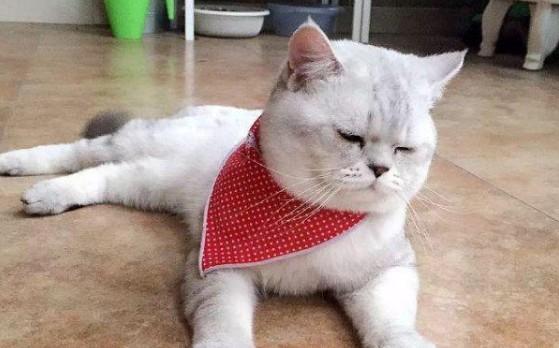 猫癣多久才会好-图1