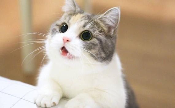 猫需要办什么证件-图1
