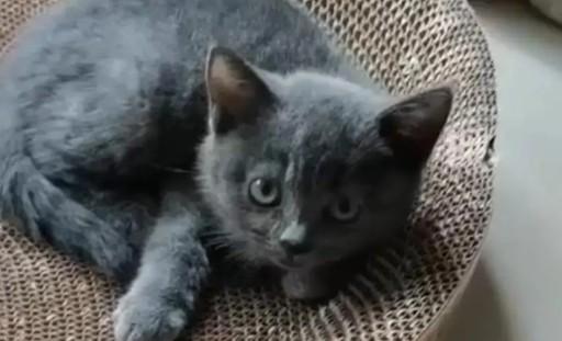 猫心脏病的早期症状-图1