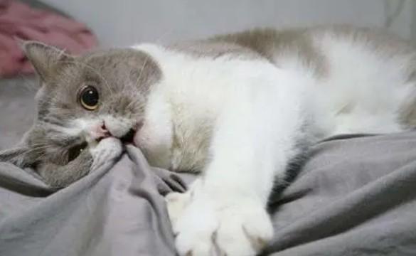 猫心跳很快肚子一直抖动